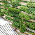 Vertical gardens, an increasingly common sight